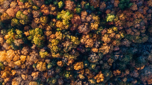 Autumn Forest Aerial view