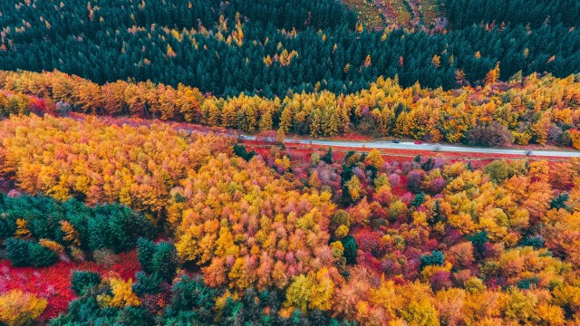 Autumn Forest Drone photo