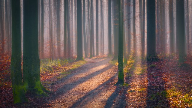 Autumn Forest Fallen Leaves