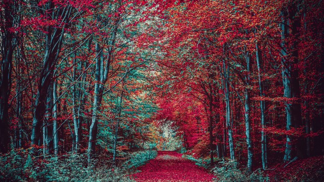 Autumn Forest Path