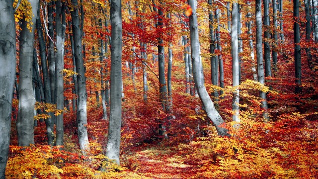 Autumn Forest Woods