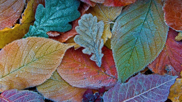 Autumn leaves Frost leaves