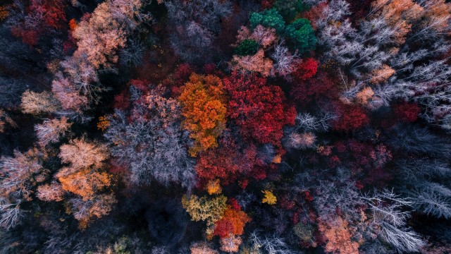 Autumn trees Aerial view