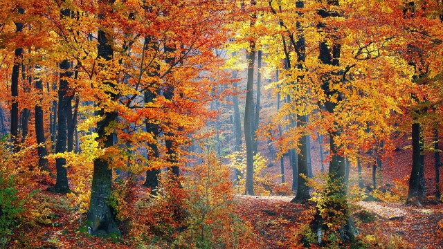 Autumn trees Fallen Leaves