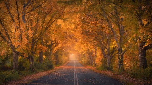 Autumn trees Road
