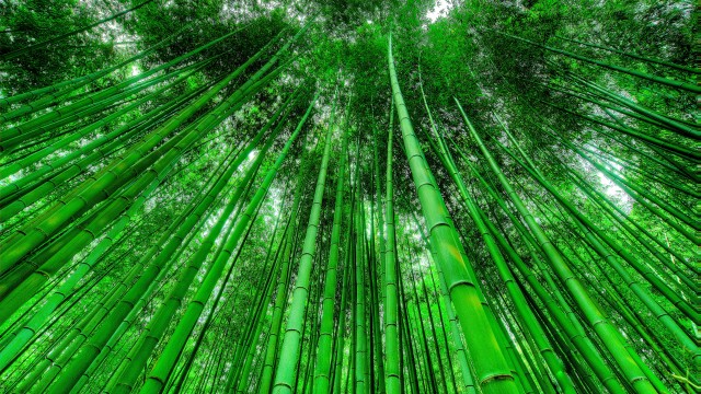 Bamboo Grove Green background