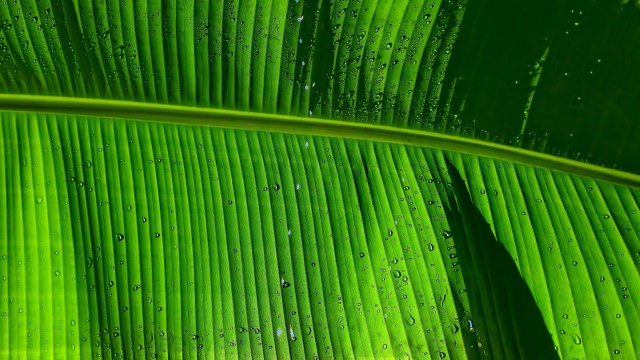 Banana Leaf Green background