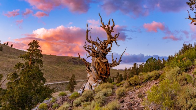Bristlecone pine tree Lone tree