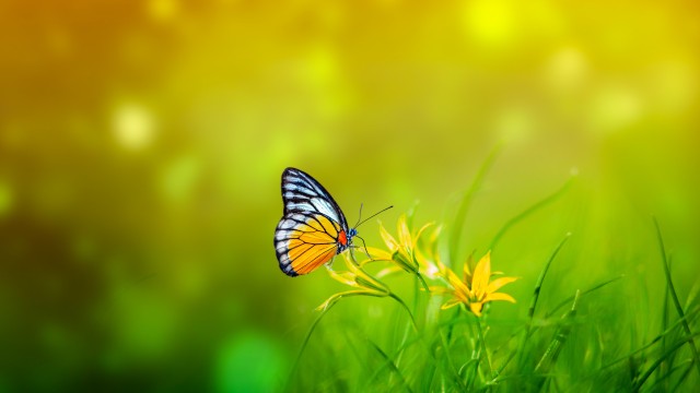 Butterfly Spring