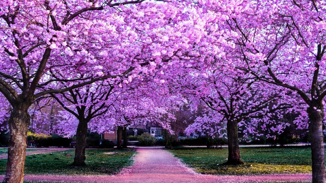 Cherry Blossom Trees Purple Flowers