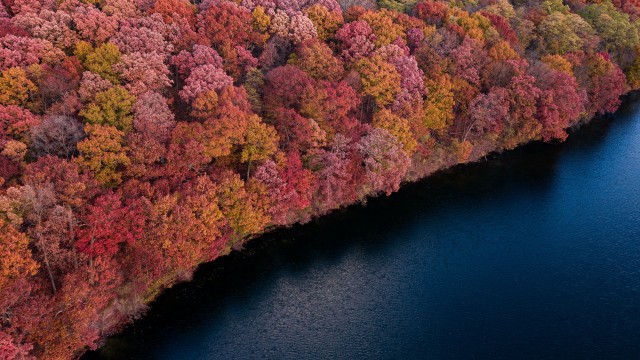Colorful forest Trees