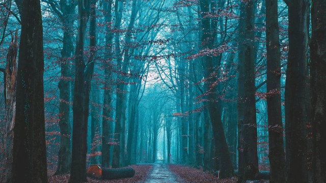 Fall Foliage Bare trees