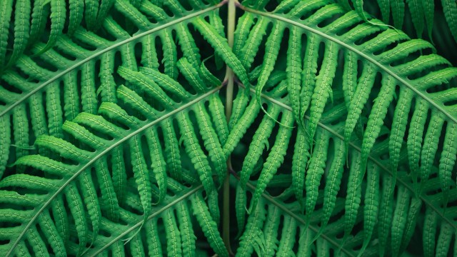 Fern plant Green leaves