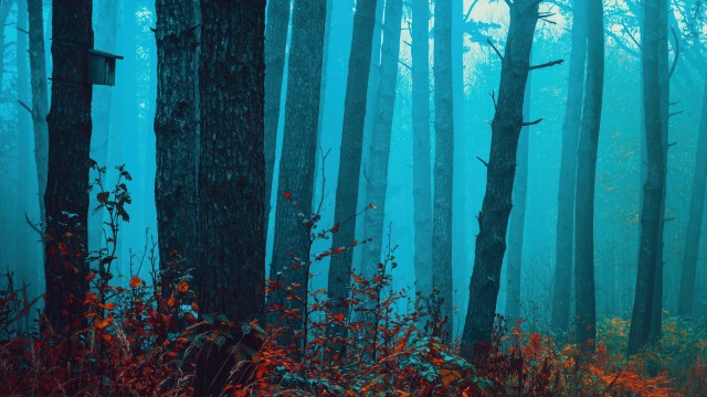 Foggy forest Enchanting