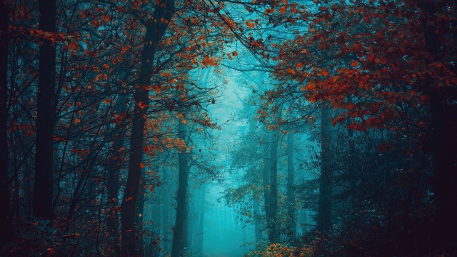 Foggy night Autumn Forest
