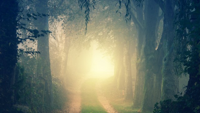 Foggy Path