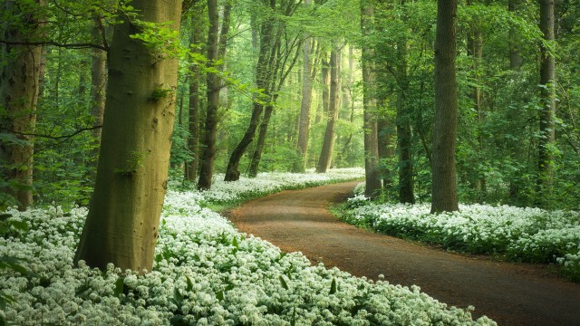 Forest path White flowers