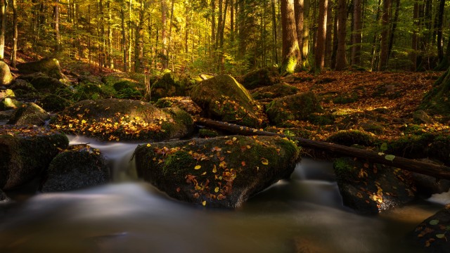 Forest Water Stream
