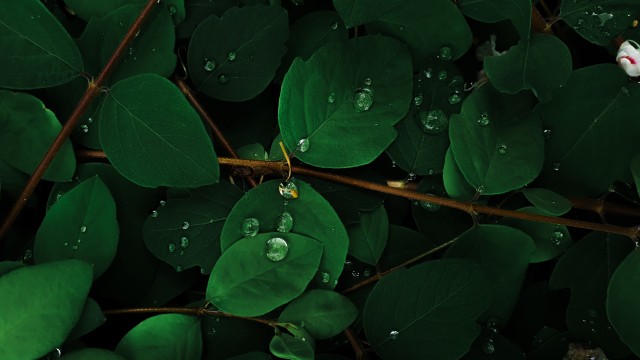 Green leaves Rain droplets