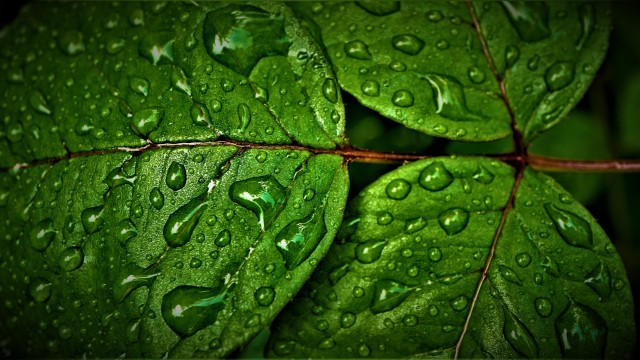 Green leaves Wet