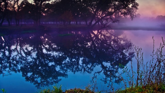 Laguna de Santa Rosa Trees