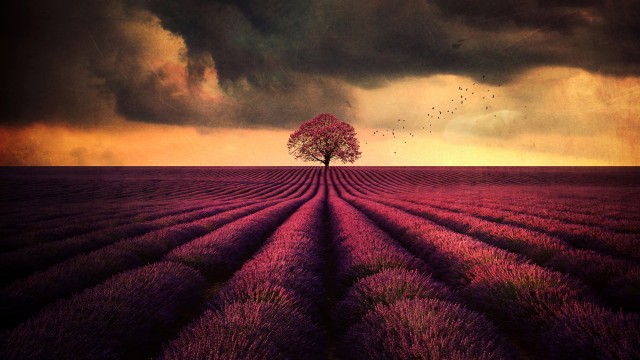 Lavender farm Lone tree