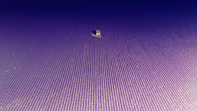 Lavender fields Abandoned house