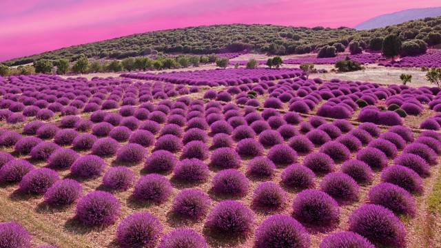 Lavender fields Landscape
