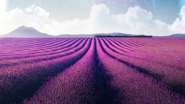 Lavender fields Lavender farm