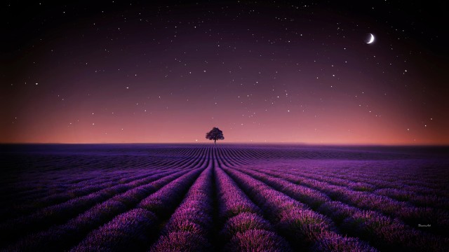 Lavender fields Night sky