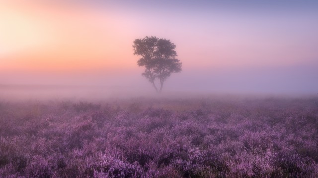 Lavender fields Purple
