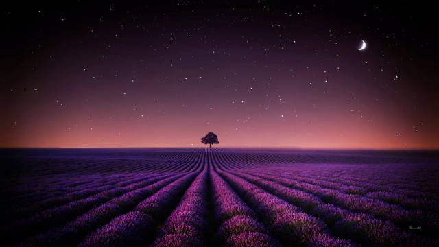 Lavender fields Solitude Tree