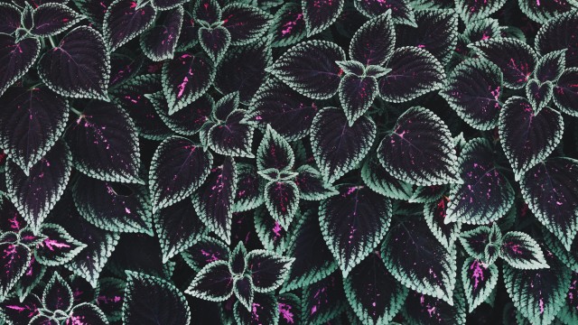 Leaf Background Texture