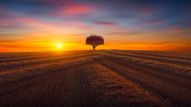 Lone tree Agriculture