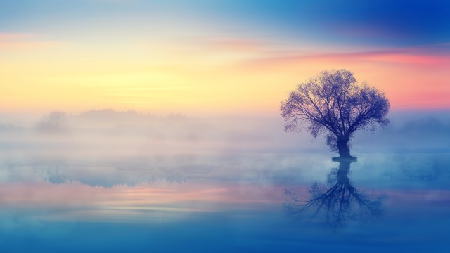 Lone tree Scenery