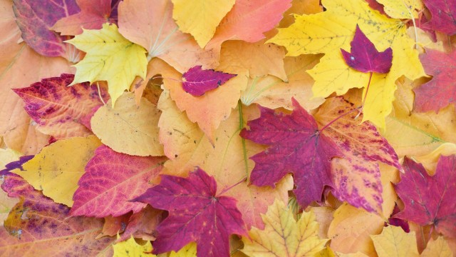 Maple leaves Fall Foliage