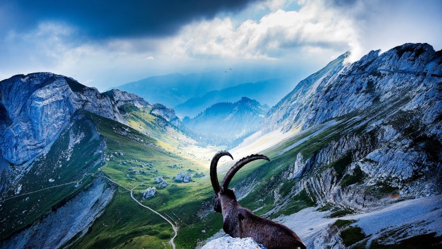 Mount Pilatus Goat