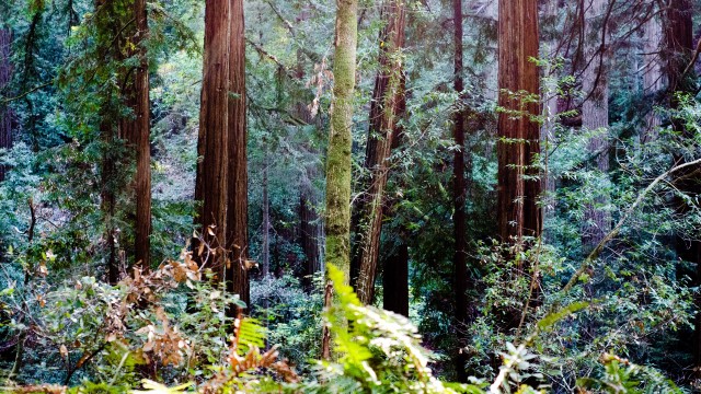 Muir Woods California