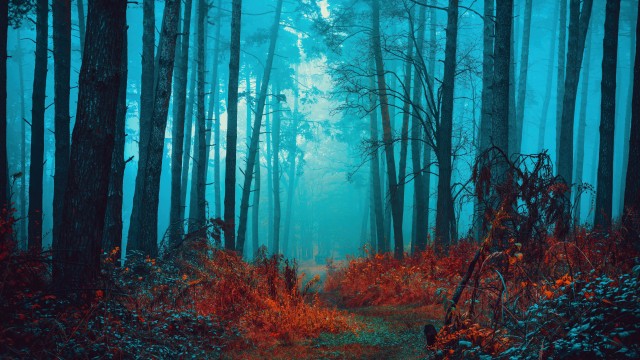 Mystical Foggy forest