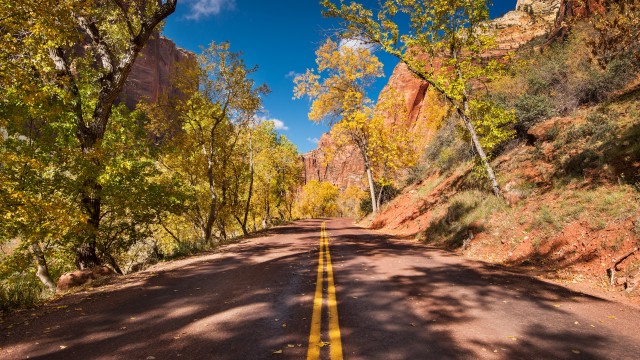 Open Road Autumn trees