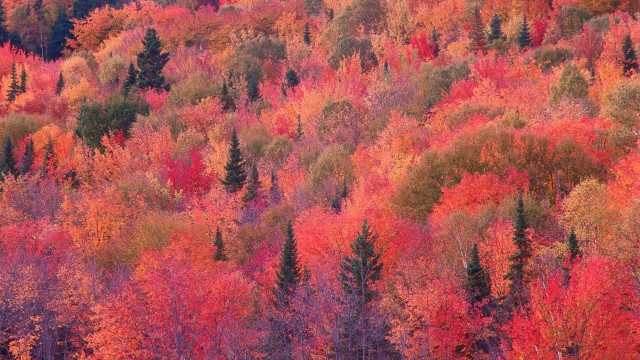 OS X Mountain Lion Autumn Forest