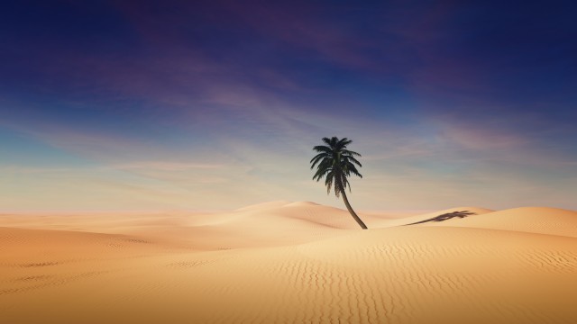 Palm tree Desert