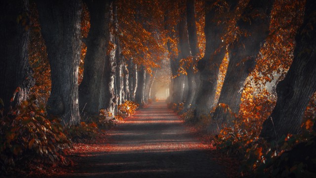 Pathway Forest