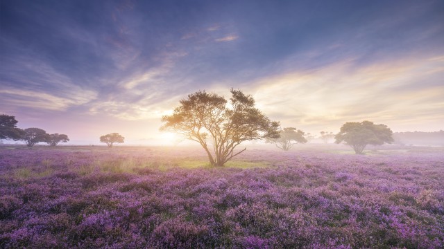 Purple Flowers Field