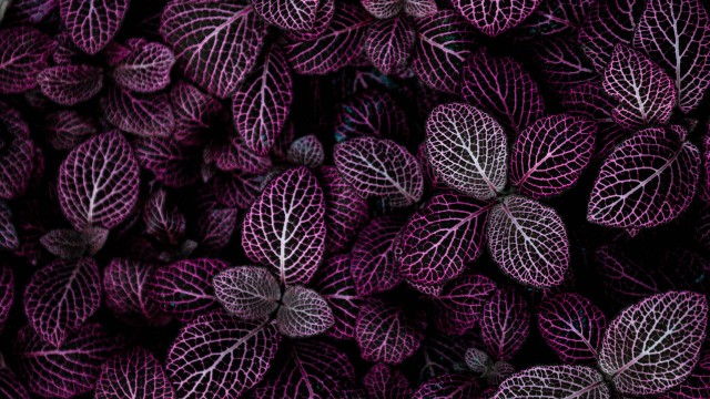 Purple leaves Plant