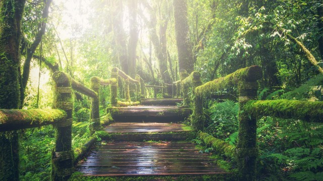 Rainforest Wooden bridge