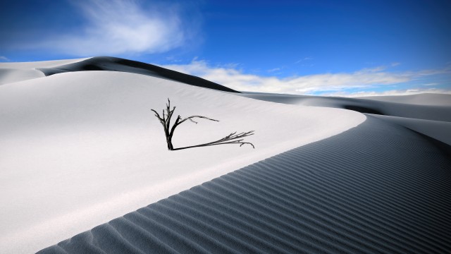 Sand Dunes Lone tree