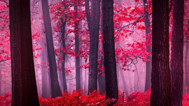 Serene Autumn Forest