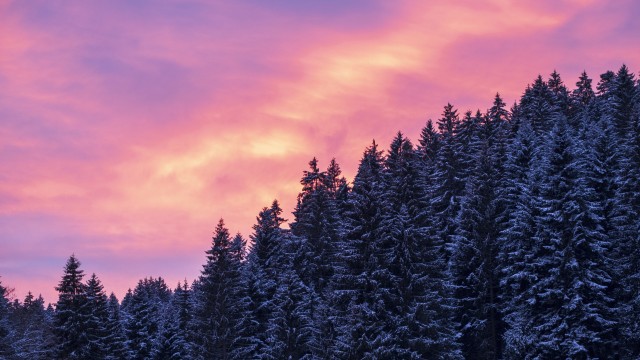 Snow covered Tall Trees