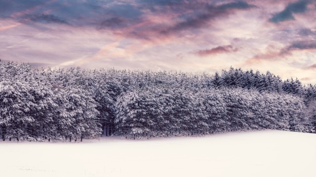 Snow covered Trees